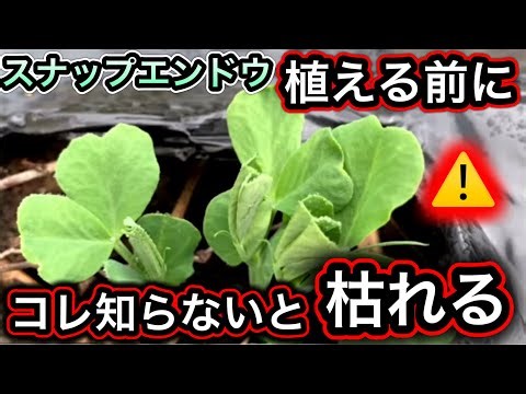 Snap peas are super important! Three things to avoid before planting: soil preparation, fertilize...