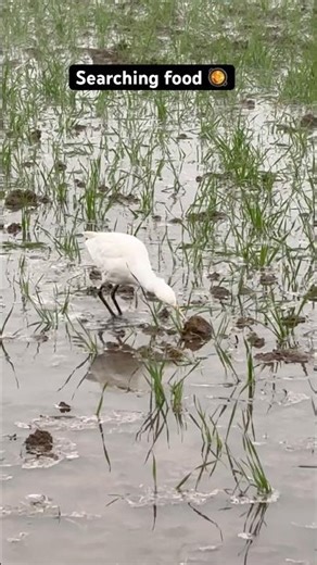 Wait for food 🥘😊 #shorts #youtubeshorts #shortfeed #climatechange