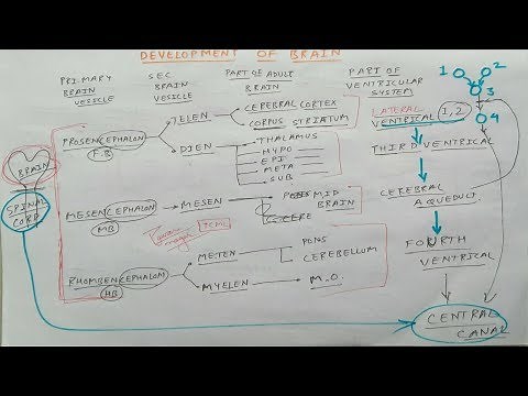Development of Brain | TCML