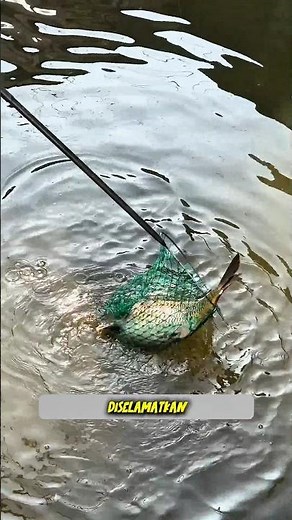 STRAIGHT BIG FISH THAT INVITES CROWD #fishing #fishing #shorts