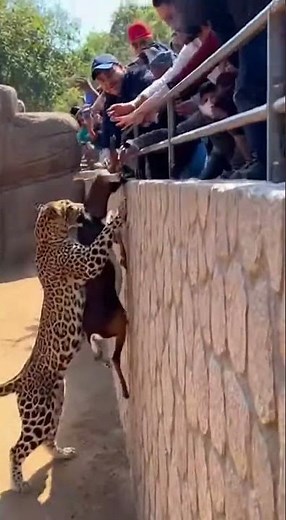 Leopard vs. Antelope: Unbelievable Human Rescue! 🐆🦌 #Wildlife #Rescue #AmazingAnimals