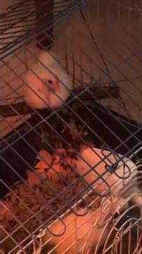 🐣 Baby Chicks Growing So Fast — Broody Bantam Success. Let Hens be MOMS.