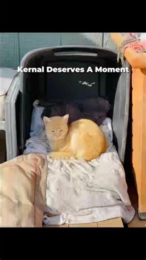Kernal Deserves a Moment | Furry Tales of the Feral Four #Shorts