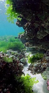Puffer fish swimming under coral rock in tropical ocean. Fugu fish underwater