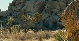 Trees and cacti in the desert