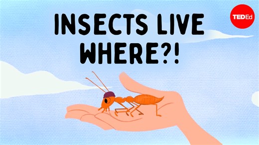 Are there any places on Earth where there are no bugs? Travel to some of the most extreme environments on Earth and see how insects are able to employ their skills to survive: | TED-Ed