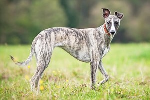 Whippets: A Complete Guide to the 2018 Best in Show Breed at the National Dog Show