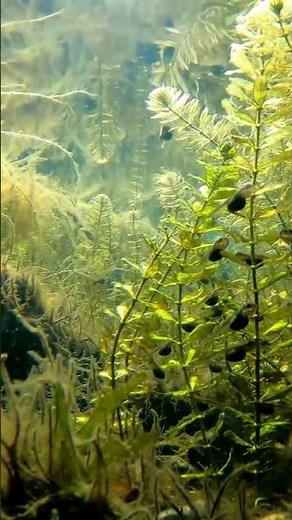 Birth of Life: Frog Eggs Transforming Underwater 🐸💧✨🌿