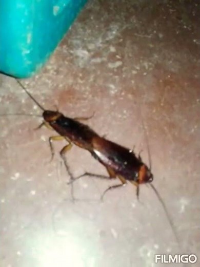 Cockroaches are mating