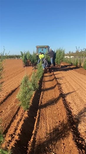 Planting day on the farm. A couple hundred Arizona Cypress going into the ground this morning. We’ll be adding drone videos throughout the day of other varieties being planted. | Plantation Tree Company