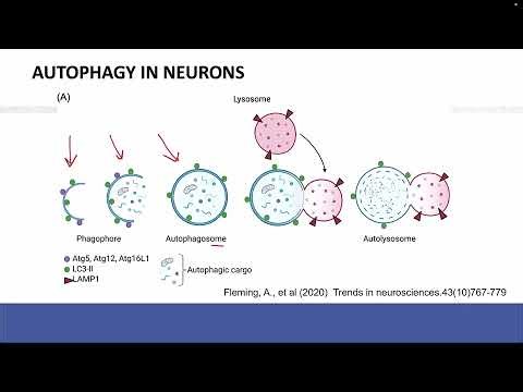 CH322 - Alzheimer’s Disease Part 2: Proteostasis Failure, Autophagy, and Lysosome Dysfunction