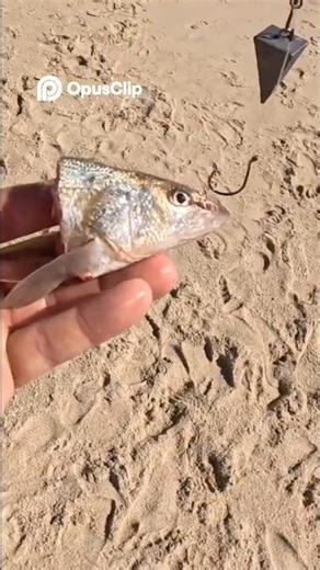 Trying to summon a whale. Fall Fishing in the OBX #obx #surffishing #fishfinder #fishing #outerbanks