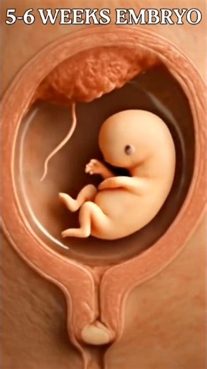 142K views · 600 reactions | 6 week embryo development in womb #pragnancyjourney #pregnancy #twinsoftiktok #babyinwomb #gynecologist | Dr.Stephen | Facebook