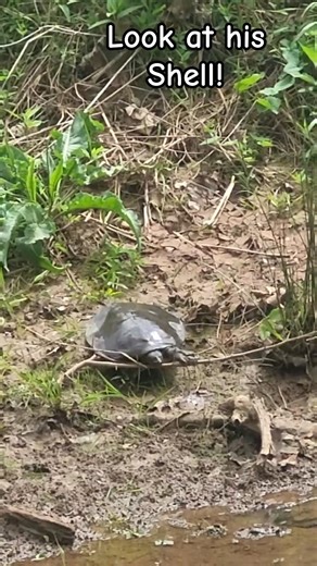 Soft Shell Turtle