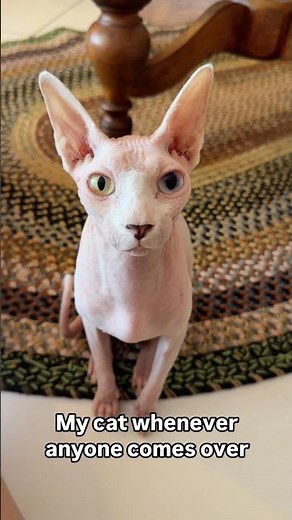 When your Cat Chicken the Sphynx is extra friendly with guest 😹✨ #sphynxcat #catshorts