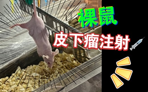 裸鼠皮下瘤注射｜养小鼠必备医学实验技能｜小鼠内心os：我好想逃，却逃不掉～
