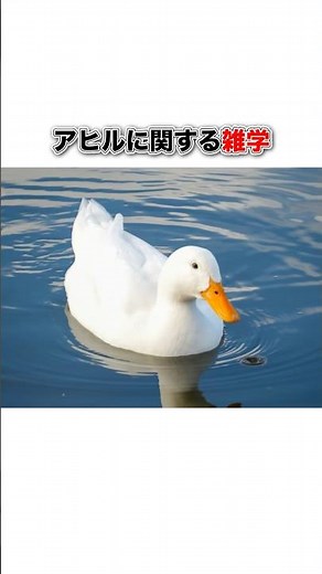 アヒルに関する雑学#動物 #豆知識