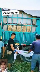 2.7K reactions · 45 shares | Watermelon #farmingtips #farmingislife #farmlife #farming #technique #watermelon #followersreelsfypシ゚viralシfypシ゚viralシalシ | Roman Nazar | Facebook