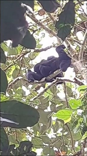 Ex-Captive siamangs back to the jungle ! (Monitored 5 years)