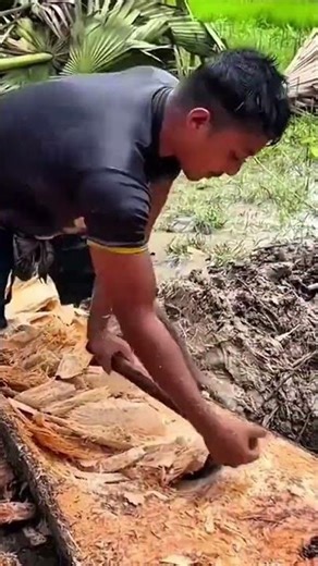 make sago flour by harvesting the inside of sago tree trunk, then crushing it and extracting juice