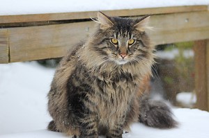 NORWEGIAN FOREST CAT'S PERSONALITY AND GUIDE