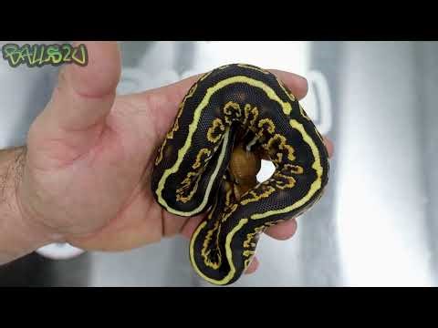 BASE MORPH | Spotnose also featuring The Bang