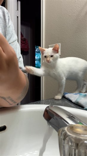 He's got smelly breath 🐱😷 | Furry Tails