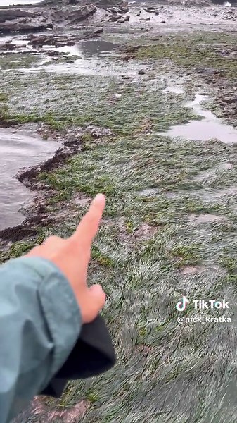 Discover the Bounty of Oregon's Coastal Waters - Seafood Haul and Tidepool Adventure