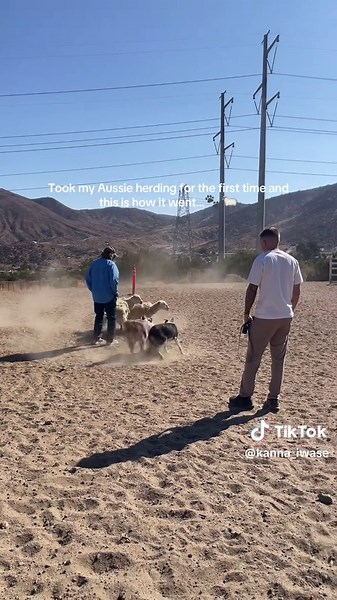 Aussie Herding Experience: First Time Fun and Learning