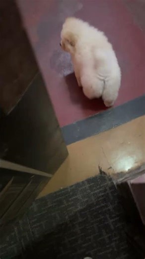 fight goldenretriever chowchow#pets #goldenretreiver #dog #puppy #chowchow#chowchowlove #funny#jokes