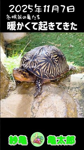 Turtle Observation Diary 2025.11.7 "The turtles are waking up"