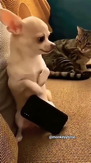 Cat Gives REVENGE Slap to Chihuahua 🤣 #shorts #anmals #funny #cutedog #pibble #catlove #fyp #ytreels