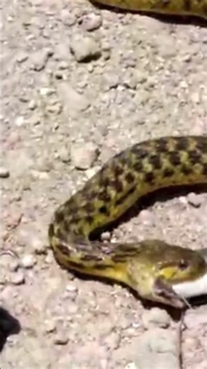 "Snake Attacks Fish & Gets Caught Instantly #snakeatingfish #snak #shorts