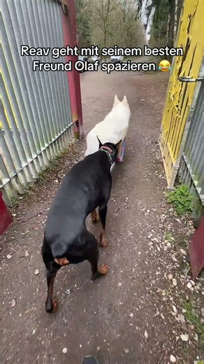 ‼️HUNDETRAINER REAV‼️