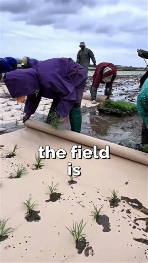 China is producing rice massively by this technique. 🌿