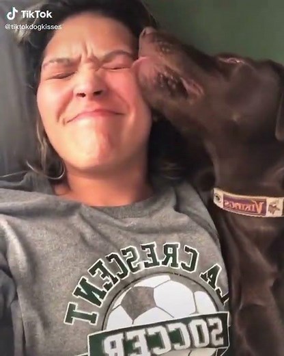 Chocolate Lab kisses