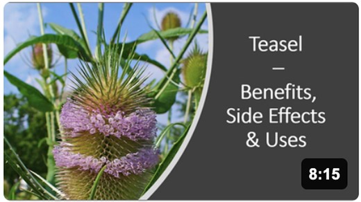 Teasel - Benefits, Uses & Side Effects