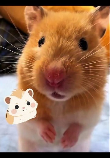 Cutest Hamsters EVER 😍 | Adorable Moments That’ll Melt Your Heart!