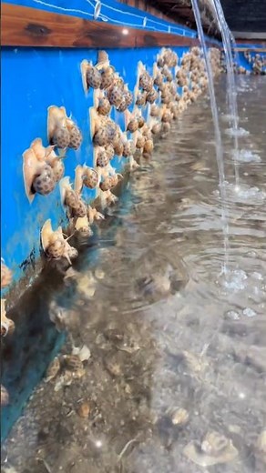 Inside a Sea Snail Mega-Farm: Raising Millions in Hundreds of Ponds 👀
