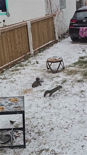 Birds and squirrels in swirling snow #short #birds #squirrelseating