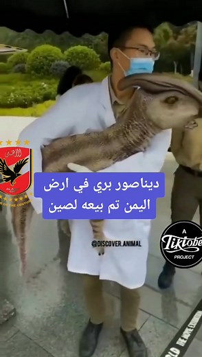 Showcasing a Realistic Pterodactyl Model Outdoors