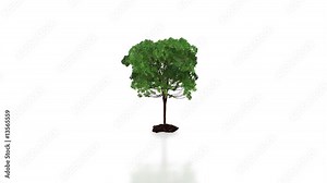 Tree growing time-lapse with ground reflection,Alpha included