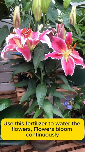 Tips to help flowers bloom easily #gardeningislife #gardeningtherapy #gardeningknowhow #gardeningseason #gardeningismytherapy | Gardening Hacks