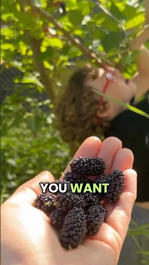 Small Yard? Grow TONS of These Berries😋