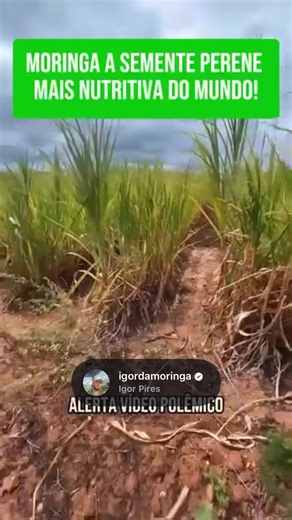 Comente “Moringa” se quer saber mais sobre! Moringa Oleifera está mudando o jogo do agro: produtividade consistente, resistência ao clima e novas oportunidades para produtores de todo o Brasil! 🌱🚜 Quem aposta nessa cultura já colhe resultados e vê o agronegócio se transformar com inovação e sustentabilidade. Comente “Moringa” para receber mais informações! #MoringaOleifera #AgroEmAlta #InovacaoNoCampo #AgroBrasil #LucroNoRural CampoForte Sustentabilidade ProducaoAgro RevolucaoVerde