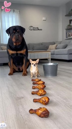 Chihuahua vs. Rottweiler: A Hilarious Dog Showdown
