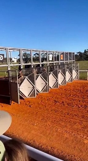 Kangaroo Racing Hit's The Market! Go SKIPPY! #kangaroo #aussie #racing #horseracing #aigenerated #AI | Straya M8