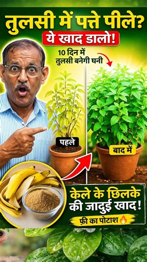तुलसी जी के पत्ते पीले पड़ रहे क्या सुख रही आपकी भी तुलसी जी? How? Tulsi fertilizer #tulasiplant
