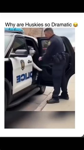 trend_art_02 on Instagram: "This X post shares a 53-second compilation video of Siberian Huskies in overly theatrical scenarios, like flopping dramatically near a police car or howling during grooming, captioned simply with a link but emphasizing their "dramatic" flair. Huskies' expressive behaviors trace to their Siberian wolf heritage, where a 2017 study in Animal Cognition found they vocalize more diversely-using howls and whines over barks-for pack communication, amplifying their perceived d