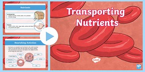Year 6 Transporting Nutrients Teaching PowerPoint